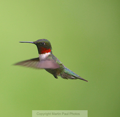 Backyard Hummer
