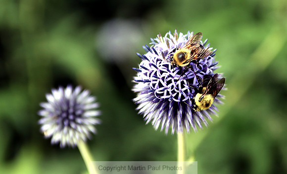 Allium and Bees