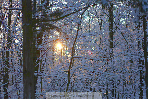 Winterlight Forest