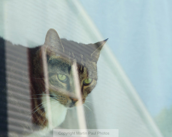 The House Cat
