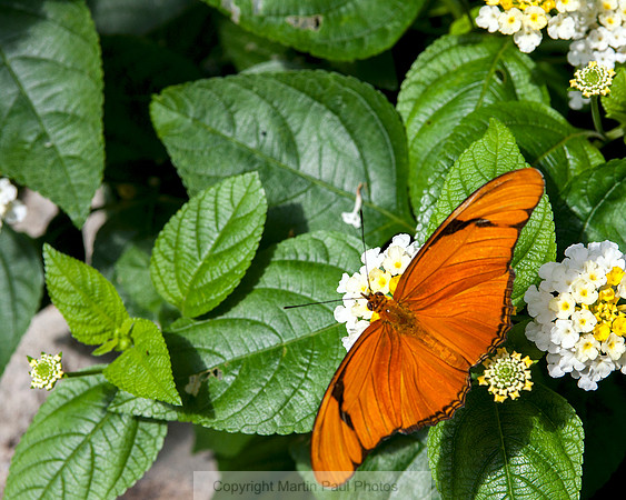 More Orange Joy