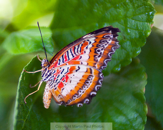 Very Colorful