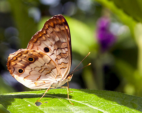 Proud Butterfly