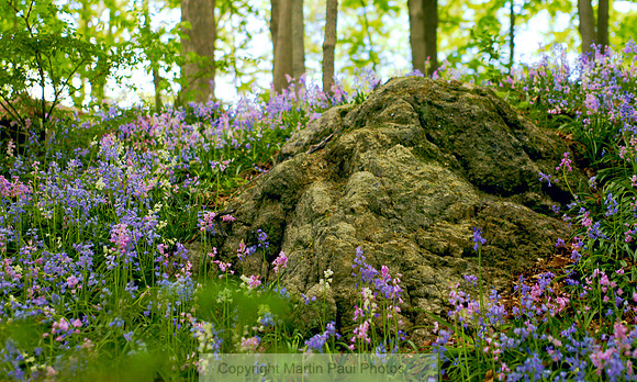 Phlox and Rocks