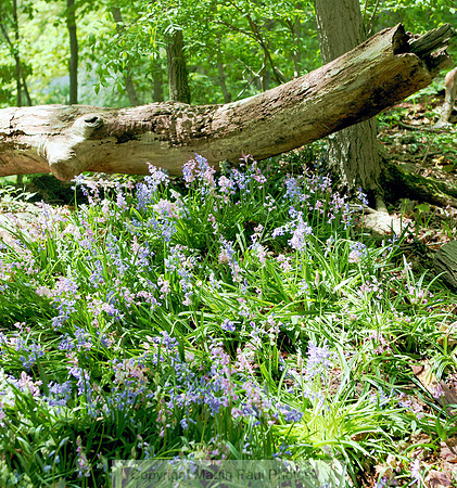 Phlox Fairyland