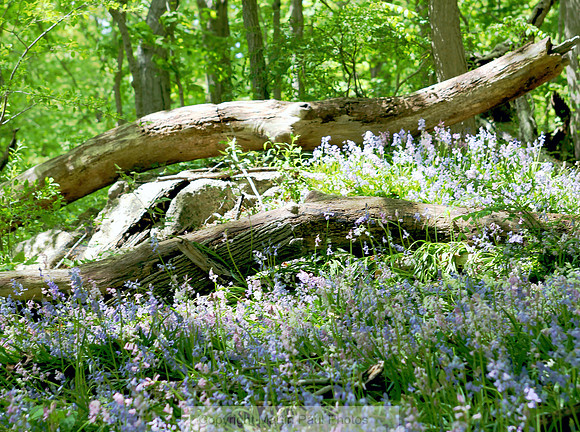 Fairytale Phlox