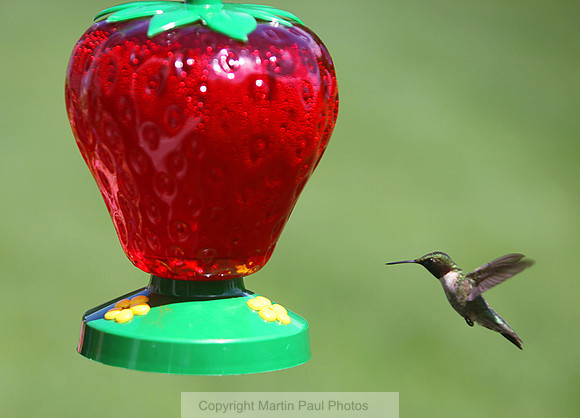 Ruby at the Feeder
