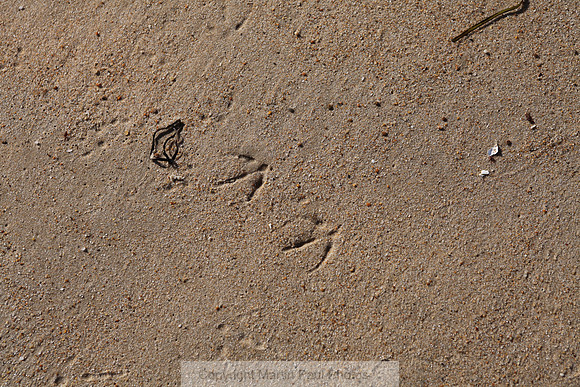 Seagull Sandprints