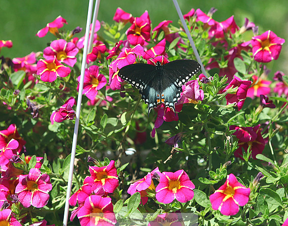Hanging Basket Butterfly