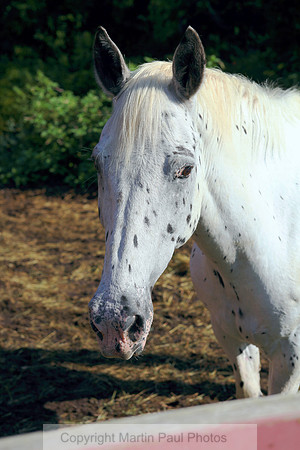Spotted White Horse