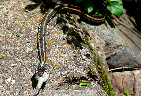Snake Dinner Closeup