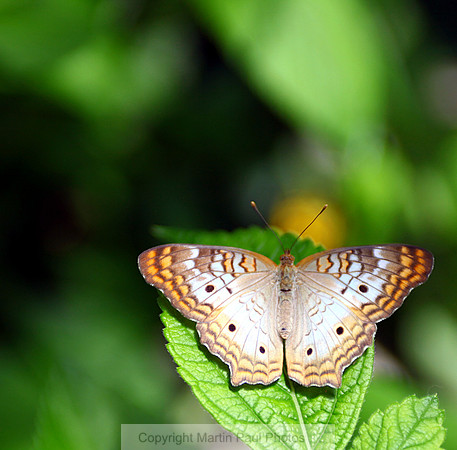 Blue Spotted Butterfly