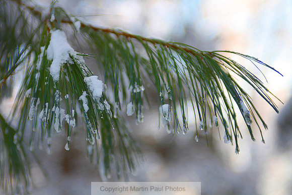 Icy Pine