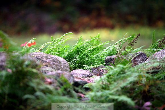 Forest Floor Fern