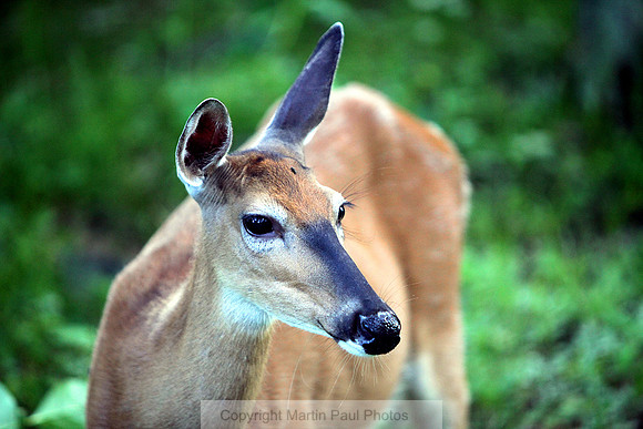 A Close Encounter