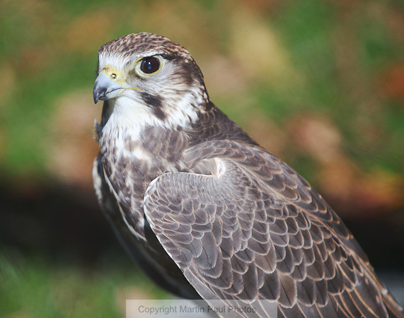 Falcon Profile