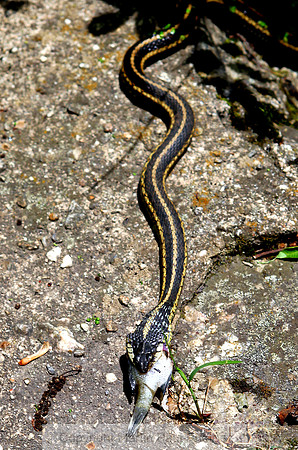 Portrait Snake Dinner