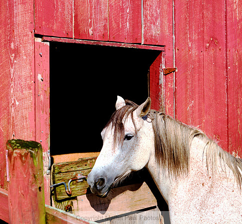 White Appaloosa
