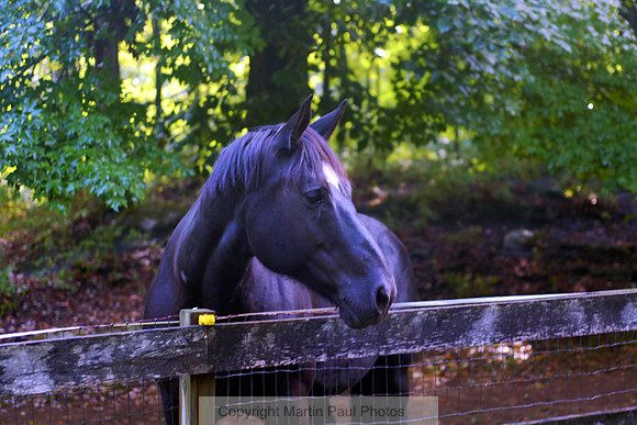 Our Friend Belle
