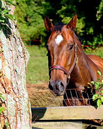 Portrait of Diamond Blaze