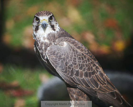 Falcon
