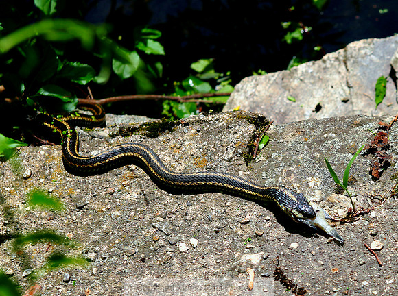 Snake Dinner 3