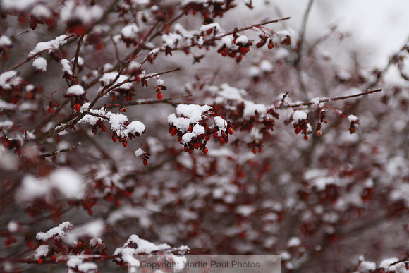 Red Snow Drops 1