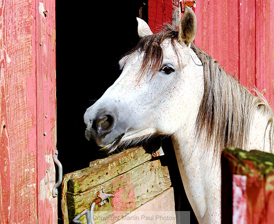 Applaloosa Barn