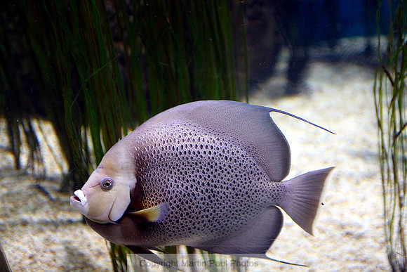 Black Angelfish