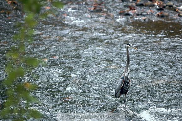 Heron River