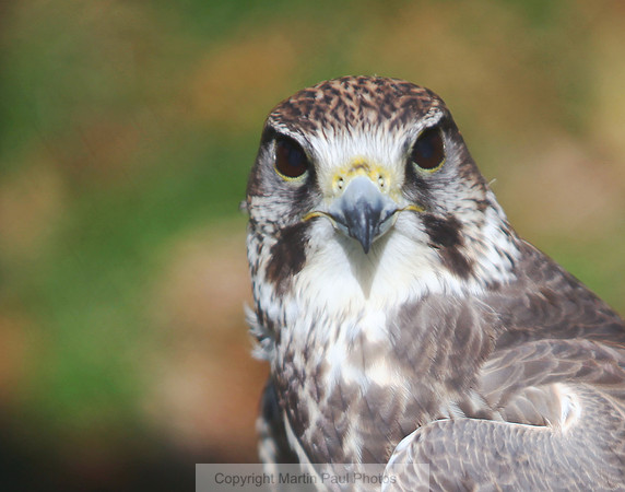 Face to Falcon