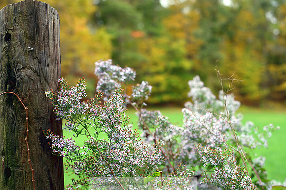 Autumn Wildflowers