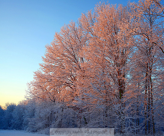 Snowy Trees at Sunrise