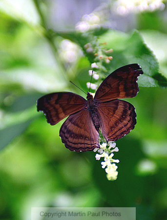 Brownie Butterfly