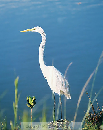 Large Heron