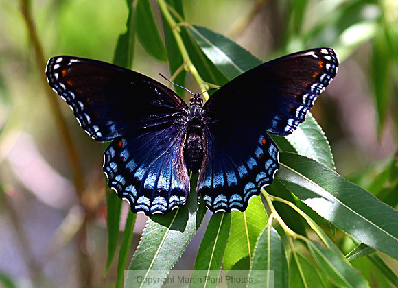 Black and Blue Butterfly