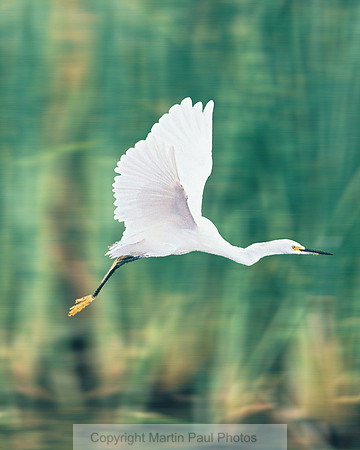 Egret in Flight