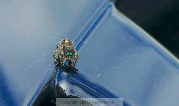 Scary Spider Hitchhiker