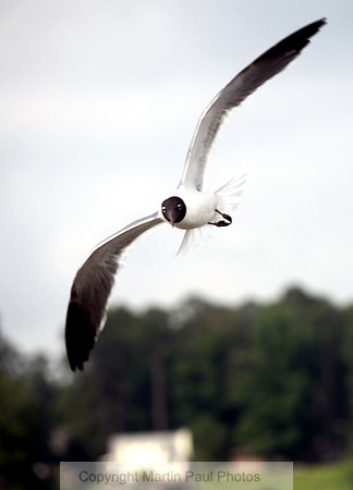 Black Faced Gull in Flight