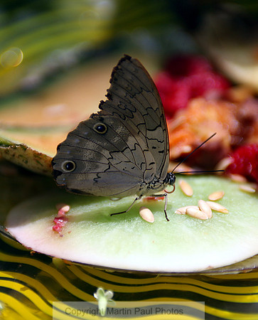Hungry Butterfly
