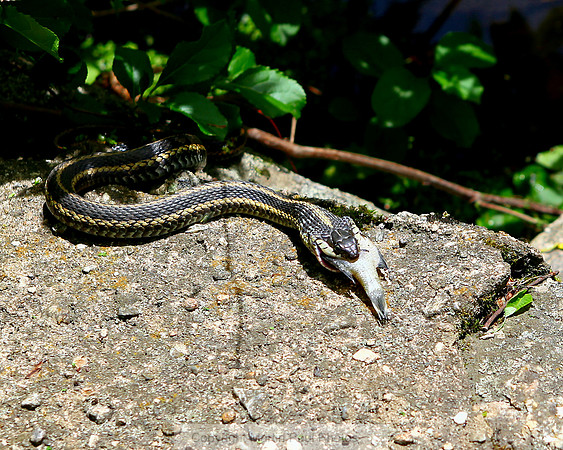 Snake Dinner 2